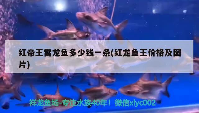 喀什水族館45的方缸