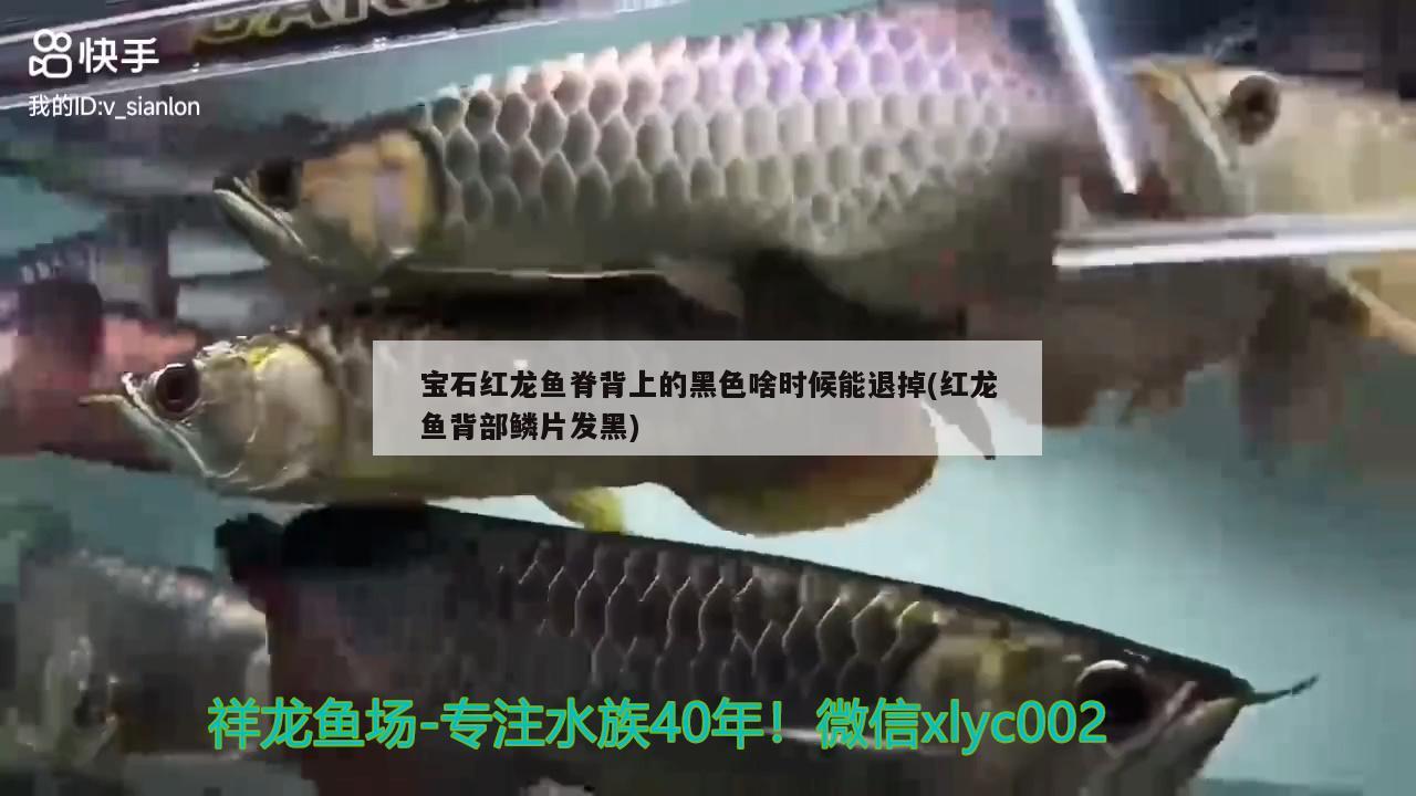 寶石紅龍魚脊背上的黑色啥時候能退掉(紅龍魚背部鱗片發(fā)黑)