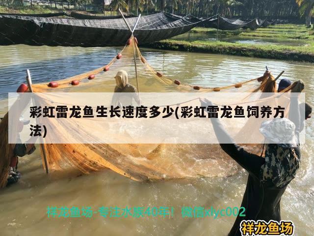 彩虹雷龍魚生長速度多少(彩虹雷龍魚飼養(yǎng)方法)