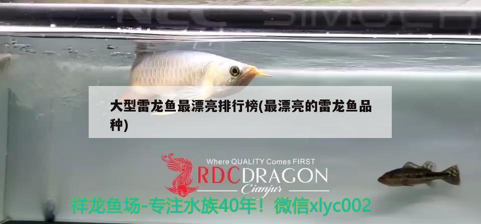 大型雷龍魚最漂亮排行榜(最漂亮的雷龍魚品種)