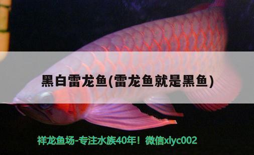 黑白雷龍魚(雷龍魚就是黑魚)