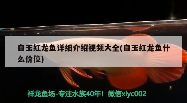 白玉紅龍魚詳細(xì)介紹視頻大全(白玉紅龍魚什么價(jià)位) 白玉紅龍魚