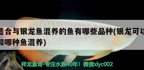 適合與銀龍魚混養(yǎng)的魚有哪些品種(銀龍可以和哪種魚混養(yǎng)) 銀龍魚