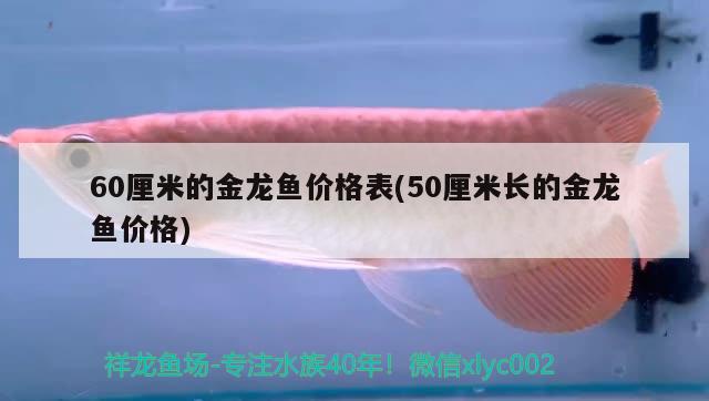 60厘米的金龍魚價(jià)格表(50厘米長(zhǎng)的金龍魚價(jià)格)