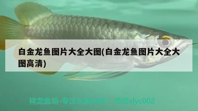 1.8米魚缸養(yǎng)幾條錦鯉好，養(yǎng)幾條錦鯉好，1.8米長魚缸養(yǎng)幾條錦鯉好？ 一眉道人魚 第3張