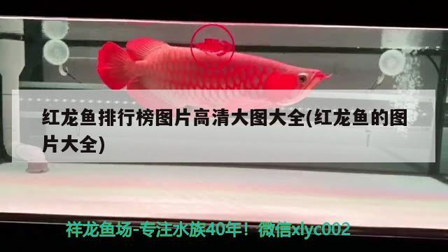 魚缸二氧化碳過多的危害（魚缸二氧化碳對魚的影響） 飛鳳魚苗 第1張