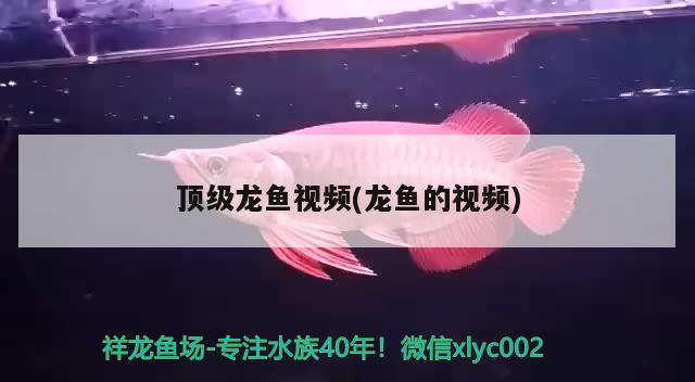 頂級(jí)龍魚(yú)視頻(龍魚(yú)的視頻) 虎紋銀版魚(yú)