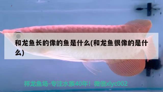 龍魚適合什么燈光養(yǎng)殖的簡(jiǎn)單介紹 水族燈（魚缸燈） 第1張