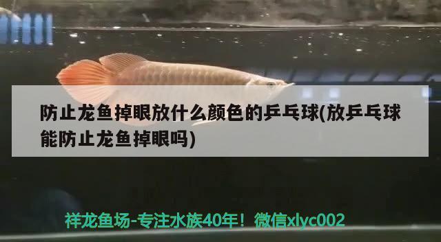 防止龍魚掉眼放什么顏色的乒乓球(放乒乓球能防止龍魚掉眼嗎) ?；?異型虎魚/純色虎魚