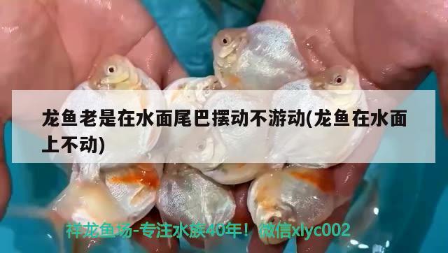 天津市西青區(qū)新視界水族用品店 水族用品 第1張