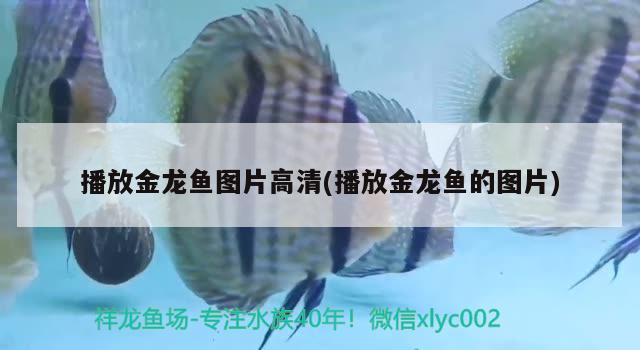 播放金龍魚圖片高清(播放金龍魚的圖片) BD魟魚