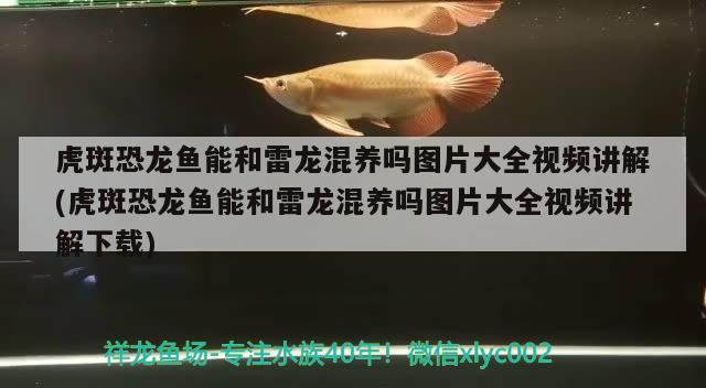 喀什水族館45的方缸 白子球鯊魚 第2張