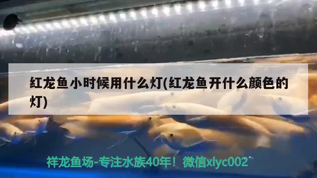 紅龍魚小時(shí)候用什么燈(紅龍魚開什么顏色的燈)