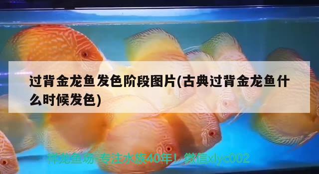 過背金龍魚發(fā)色階段圖片(古典過背金龍魚什么時候發(fā)色) 古典過背金龍魚