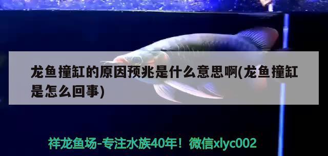 龍魚(yú)撞缸的原因預(yù)兆是什么意思啊(龍魚(yú)撞缸是怎么回事) 泰龐海蓮魚(yú)