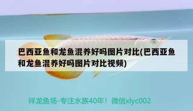 巴西亞魚和龍魚混養(yǎng)好嗎圖片對比(巴西亞魚和龍魚混養(yǎng)好嗎圖片對比視頻)