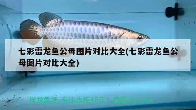 黃龍魚多少錢一只圖片大全(黃色金龍魚多少錢一條) 黃金斑馬魚