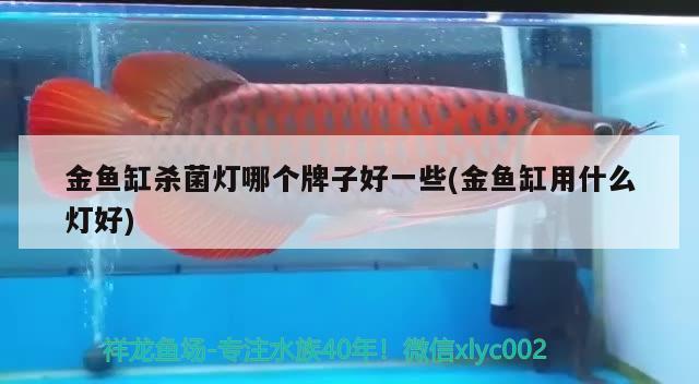 金魚缸殺菌燈哪個牌子好一些(金魚缸用什么燈好)