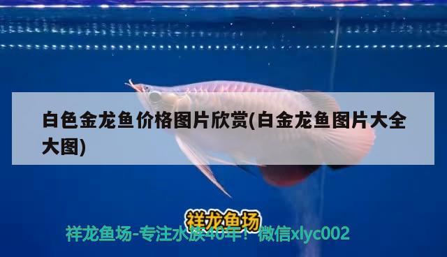 白色金龍魚價格圖片欣賞(白金龍魚圖片大全大圖) 金三間魚