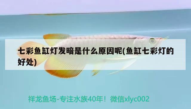 七彩魚缸燈發(fā)暗是什么原因呢(魚缸七彩燈的好處)