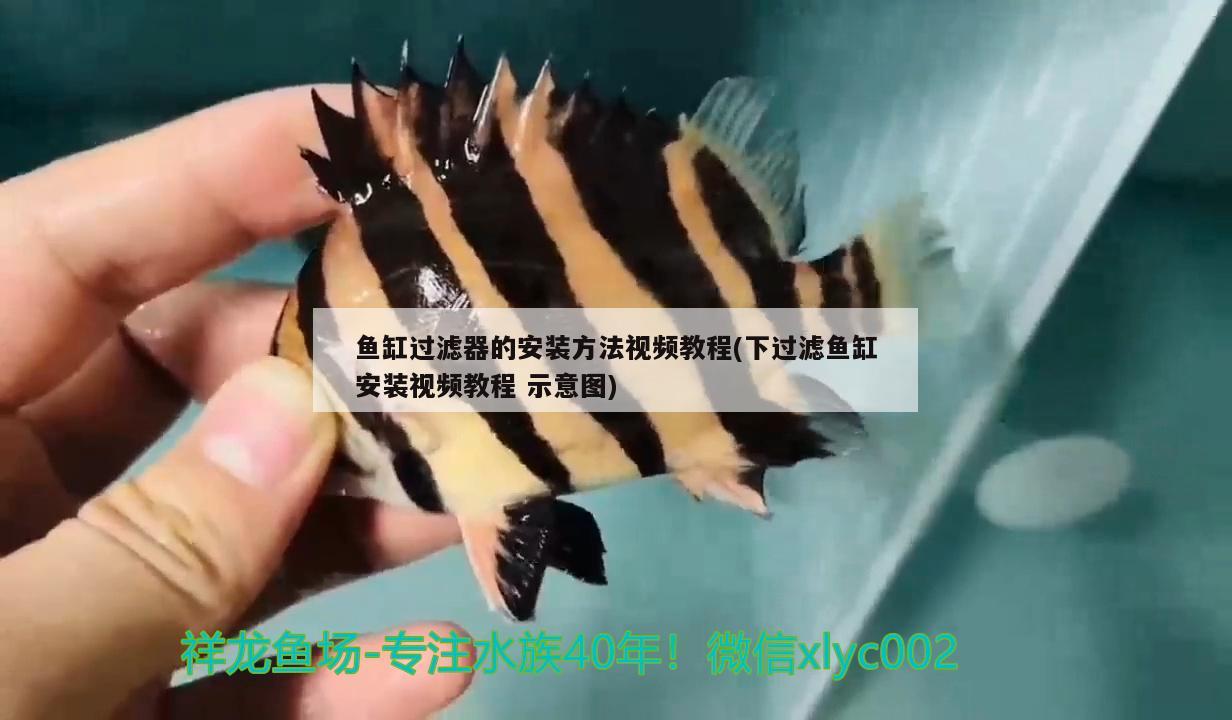 魚缸過濾器的安裝方法視頻教程(下過濾魚缸安裝視頻教程示意圖) 翡翠鳳凰魚