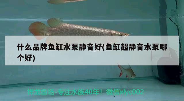 什么品牌魚缸水泵靜音好(魚缸超靜音水泵哪個好)