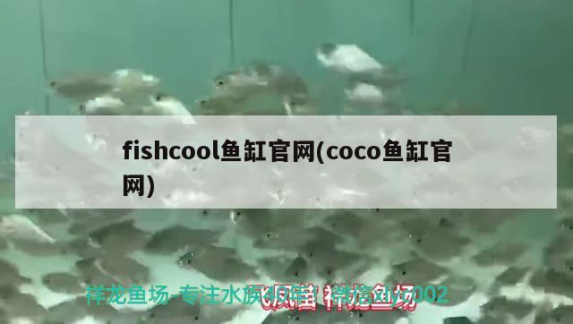 fishcool魚缸官網(wǎng)(coco魚缸官網(wǎng)) 紅老虎魚