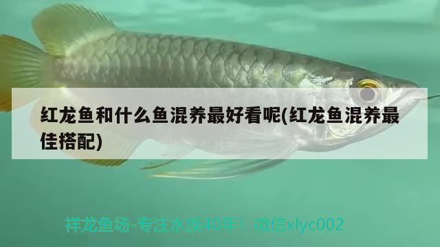 紅龍魚和什么魚混養(yǎng)最好看呢(紅龍魚混養(yǎng)最佳搭配) 泰龐海鰱魚 第2張