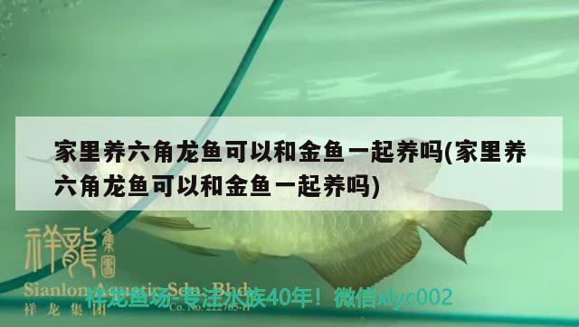 魚缸過濾槽水總溢出怎么回事(魚缸過濾器水槽過滿導(dǎo)致水外溢) 撒旦鴨嘴魚