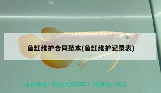 魚缸維護合同范本(魚缸維護記錄表) 杰西卡恐龍魚