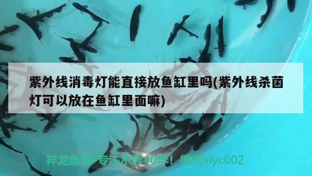 紫外線消毒燈能直接放魚缸里嗎(紫外線殺菌燈可以放在魚缸里面嘛)