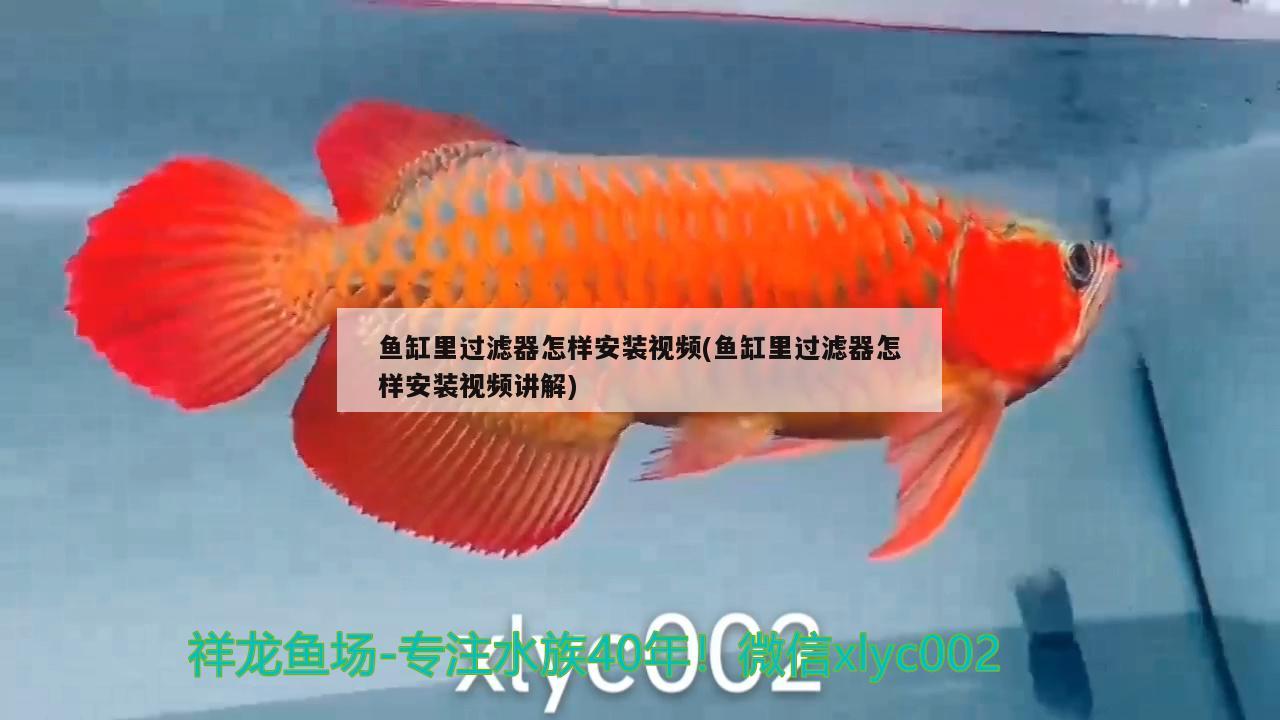 魚(yú)缸里過(guò)濾器怎樣安裝視頻(魚(yú)缸里過(guò)濾器怎樣安裝視頻講解) 龍魚(yú)批發(fā)