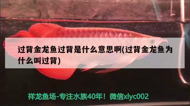 過背金龍魚過背是什么意思啊(過背金龍魚為什么叫過背)