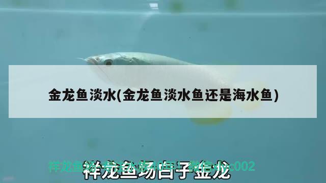 羅漢魚(yú)多久起頭，怎么養(yǎng)才能起頭，泰金羅漢魚(yú)多久起頭羅漢魚(yú)多大開(kāi)始起頭 羅漢魚(yú) 第2張