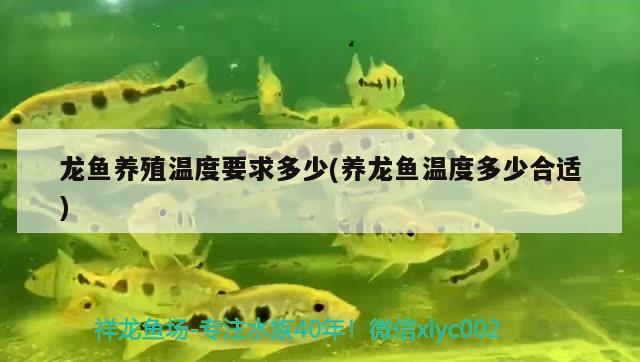 龍魚(yú)養(yǎng)殖溫度要求多少(養(yǎng)龍魚(yú)溫度多少合適)