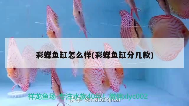 彩蝶魚缸怎么樣(彩蝶魚缸分幾款)