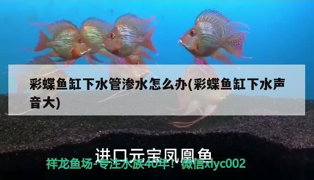 彩蝶魚缸下水管滲水怎么辦(彩蝶魚缸下水聲音大) 眼斑魚