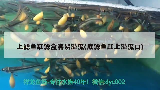 上濾魚缸濾盒容易溢流(底濾魚缸上溢流口) 南美異形觀賞魚