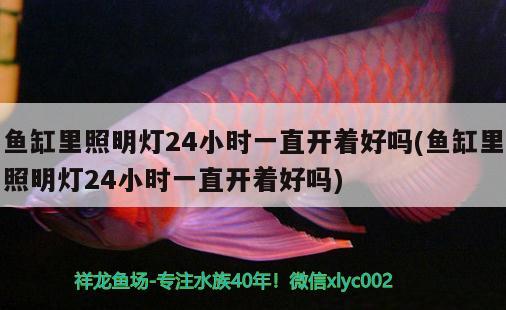 金龍魚廣東總經(jīng)銷商電話是多少：廣東金龍魚批發(fā)市場(chǎng)在哪里