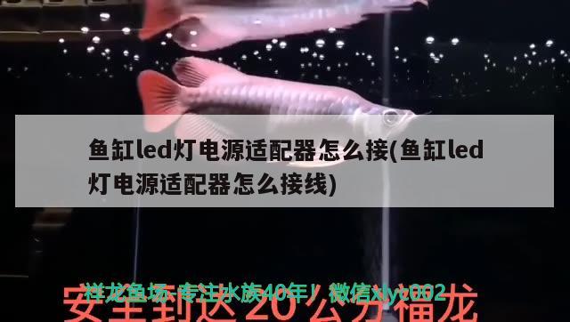 魚(yú)缸led燈電源適配器怎么接(魚(yú)缸led燈電源適配器怎么接線) 超血紅龍魚(yú)