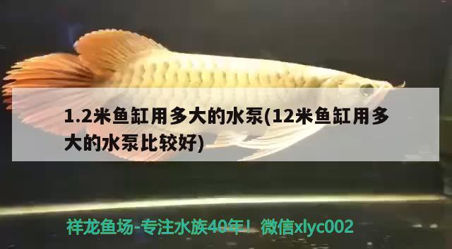 紅龍魚價(jià)格多少錢一條最貴：紅龍魚貴嗎?