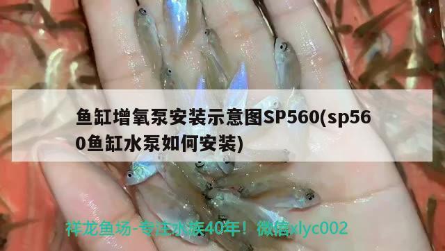 魚缸增氧泵安裝示意圖SP560(sp560魚缸水泵如何安裝) 魚缸水泵