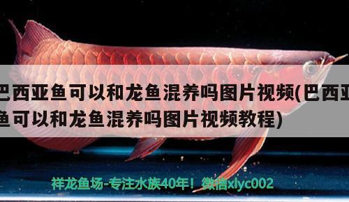 巴西亞魚可以和龍魚混養(yǎng)嗎圖片視頻(巴西亞魚可以和龍魚混養(yǎng)嗎圖片視頻教程)