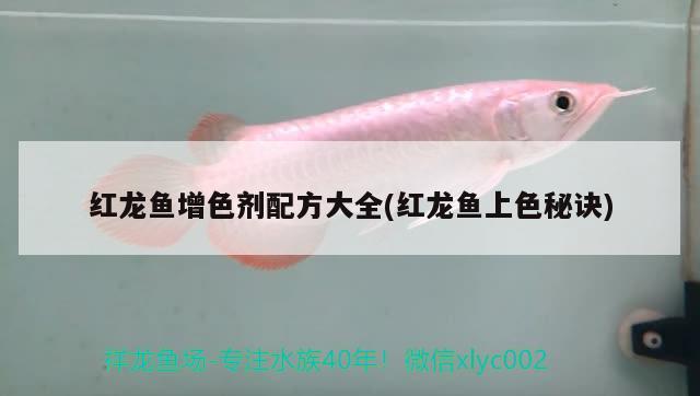 迷你鸚鵡魚(yú)怎么養(yǎng)：迷你鸚鵡魚(yú)怎么養(yǎng)發(fā)色好