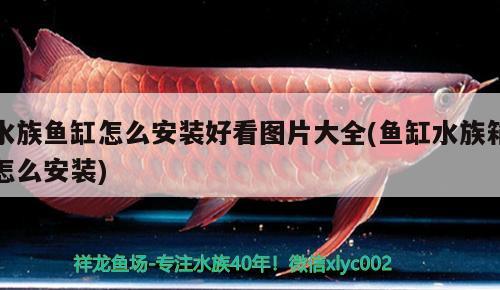 水族魚缸怎么安裝好看圖片大全(魚缸水族箱怎么安裝) 魚缸/水族箱