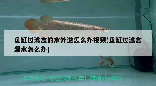 魚缸過濾盒的水外溢怎么辦視頻(魚缸過濾盒漏水怎么辦) 過背金龍魚