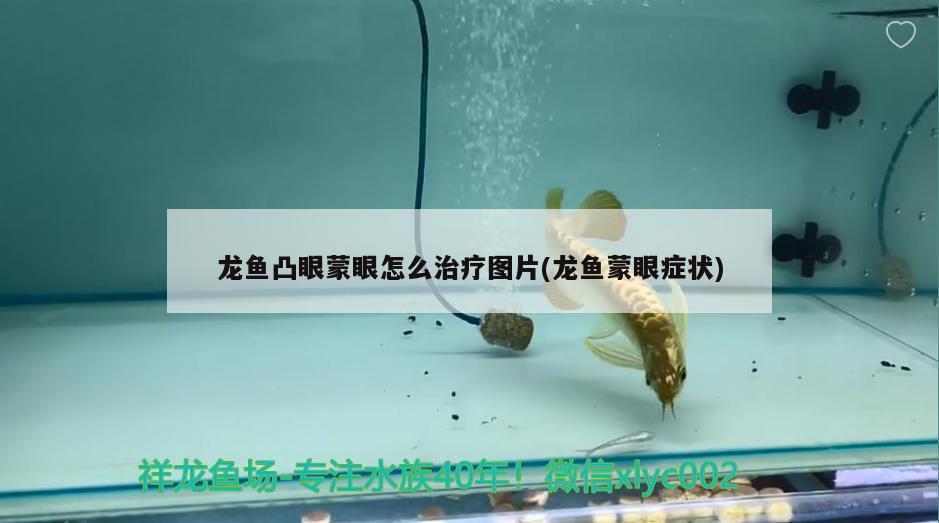 龍魚凸眼蒙眼怎么治療圖片(龍魚蒙眼癥狀)