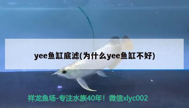 yee魚缸底濾(為什么yee魚缸不好)