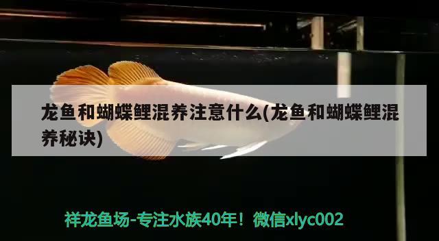 龍魚和蝴蝶鯉混養(yǎng)注意什么(龍魚和蝴蝶鯉混養(yǎng)秘訣)