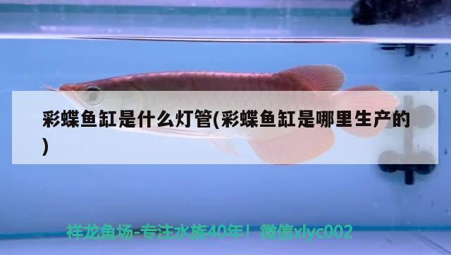 彩蝶魚缸是什么燈管(彩蝶魚缸是哪里生產(chǎn)的) 國(guó)產(chǎn)元寶鳳凰魚